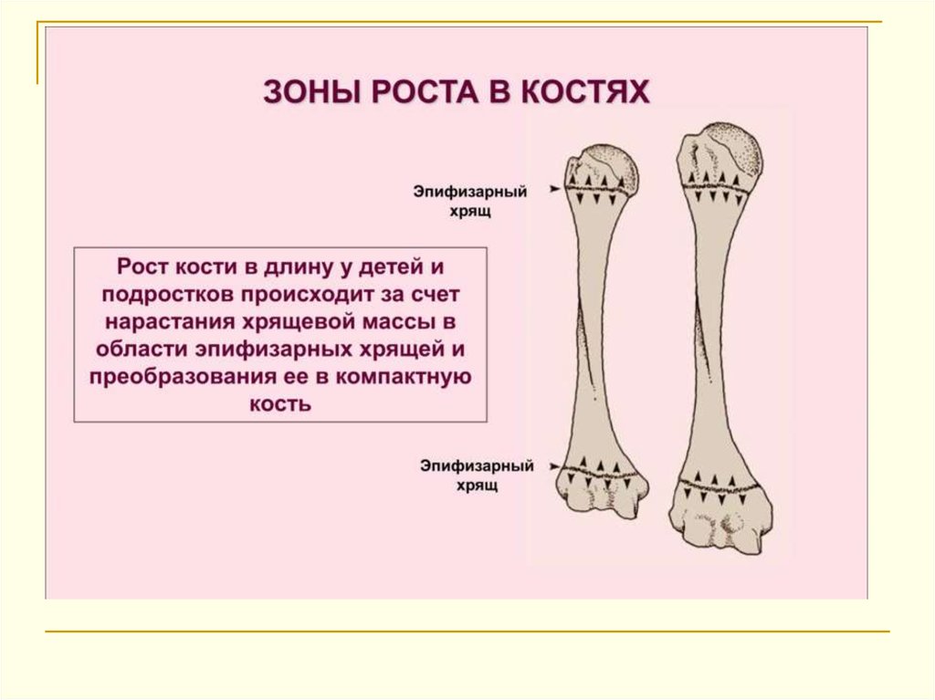 Почему кости растут. Зона роста трубчатых костей. Ростковые зоны костей у детей. Эпифизарный хрящ кости. Зоны роста длинных трубчатых костей у детей находятся в.