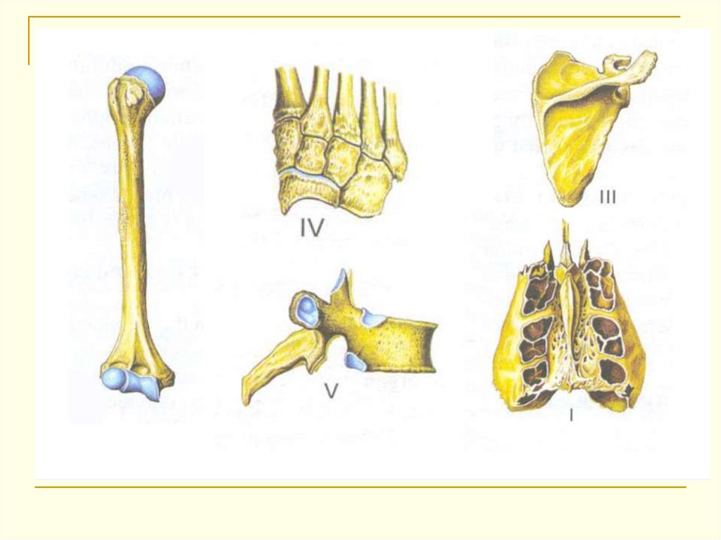 Губчатые кости кости конечностей. Трубчатым -губчатым -плоским -воздухоносным кости. Кости трубчатые губчатые плоские смешанные. Смешанные воздухоносные кости губчатые. Типы костей губчатые трубчатые.