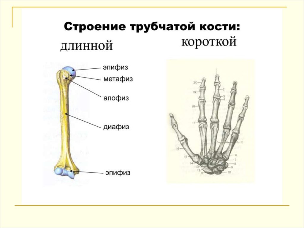 6 трубчатых костей. Короткие трубчатые кости строение. Длинная трубчатая кость строение.