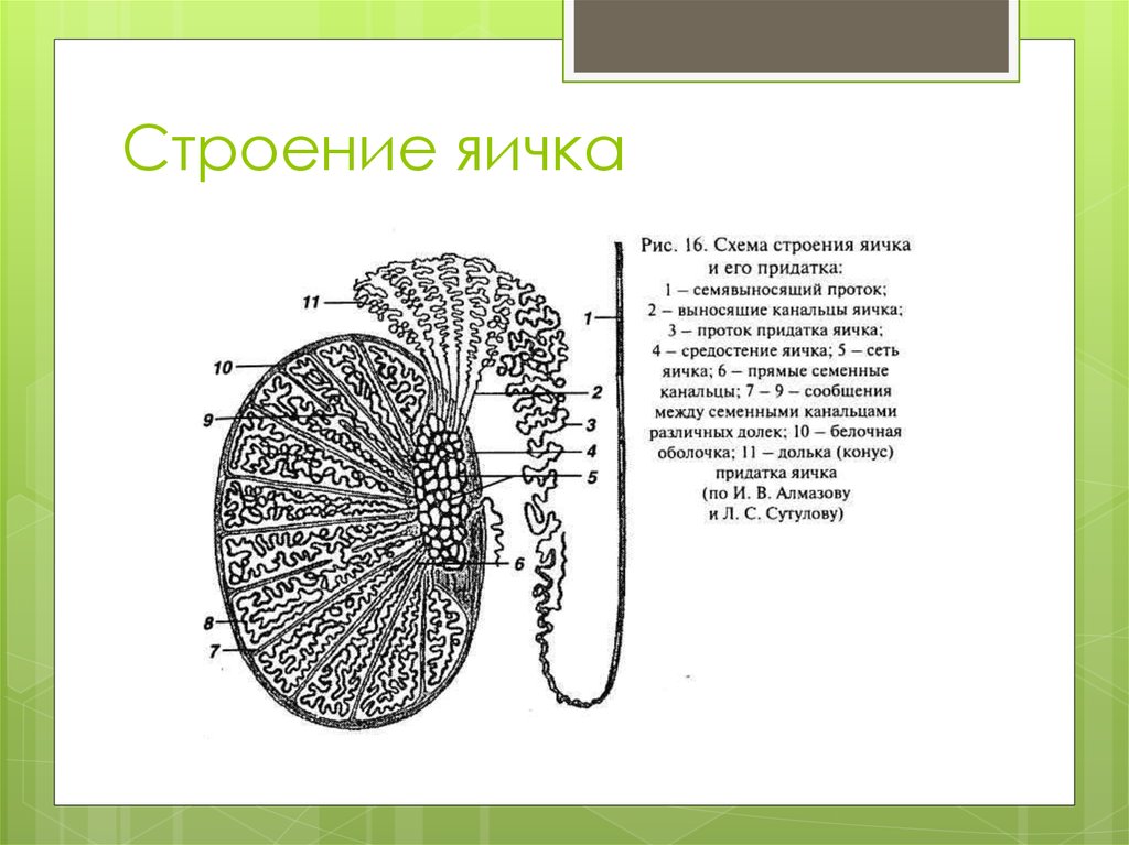 Мужские яички органы. Яичко схема анатомия. Микроскопическое строение яичка анатомия. Схема строения канальцев придатка яичка. Яичко мужское анатомия строение.