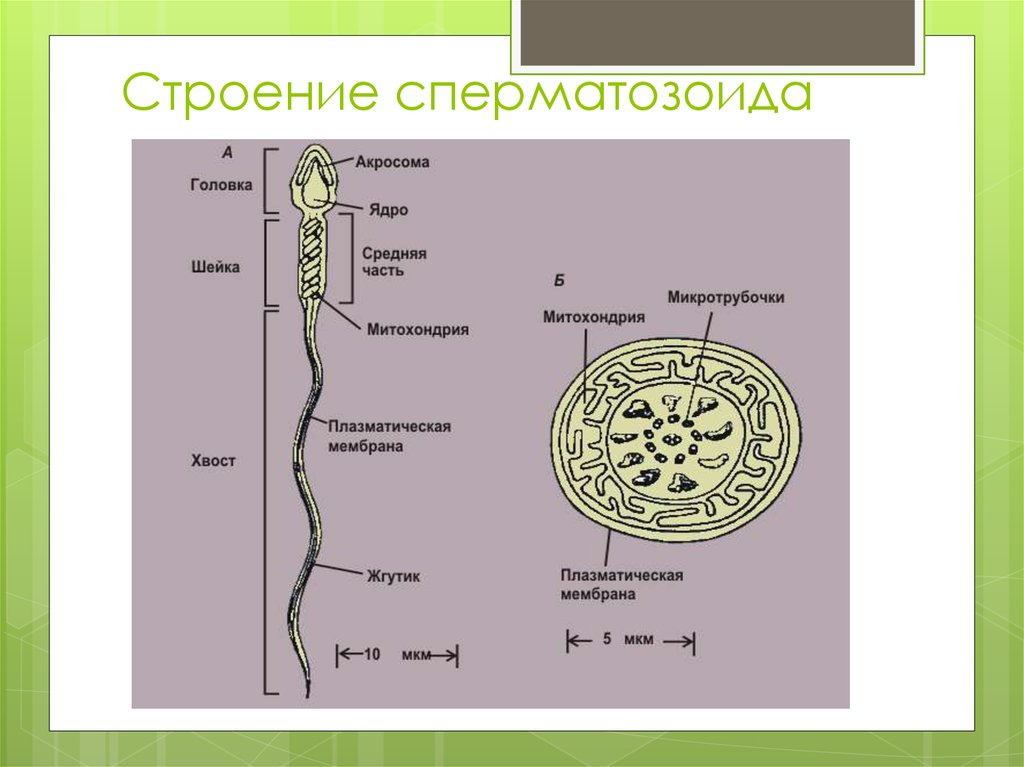 Схема строения спермия