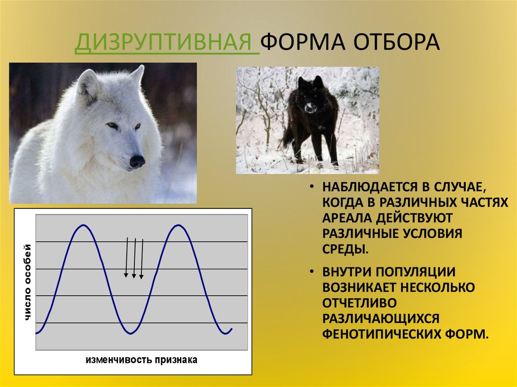 Какая форма естественного отбора