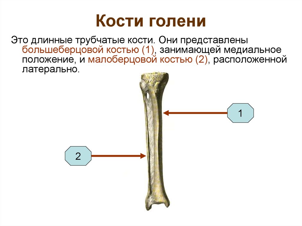 Картинка кость берцовая кость