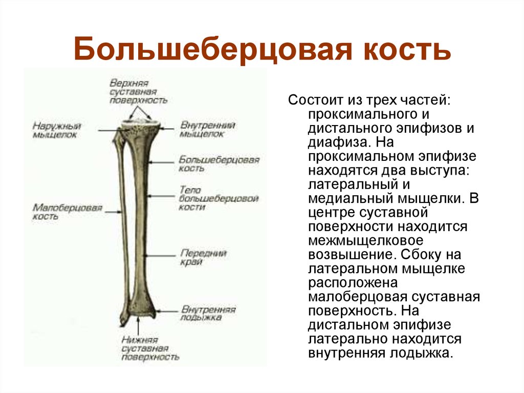 Под каким номером на рисунке обозначена малоберцовая кость