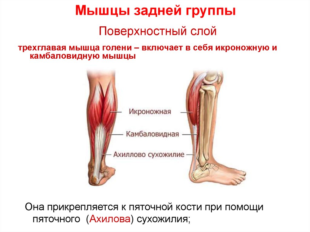 Мышцы голени презентация