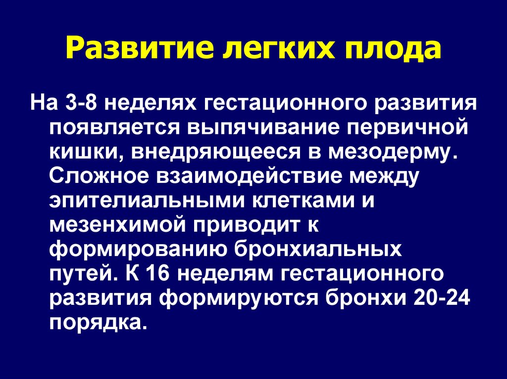 Развитие легких. Формирование легких у плода. Статья развития лёгких. Эволюция легких.