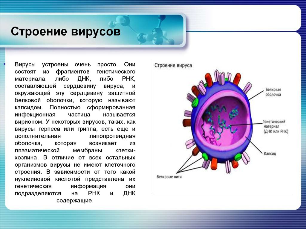 Вирусы состоят из нуклеиновой кислоты. Строение вируса белковая оболочка. Вирус клетка строение с ядром. Вирус из чего состоит строение. Из чего состоят вирусы 9 класс биология.