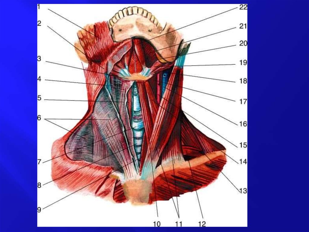 Мышцы шеи анатомия. Предтрахеальная пластинка фасции шеи. Топография мышц шеи анатомия. Подподбородочный треугольник топографическая анатомия. Топографическая анатомия шеи мышцы шеи.