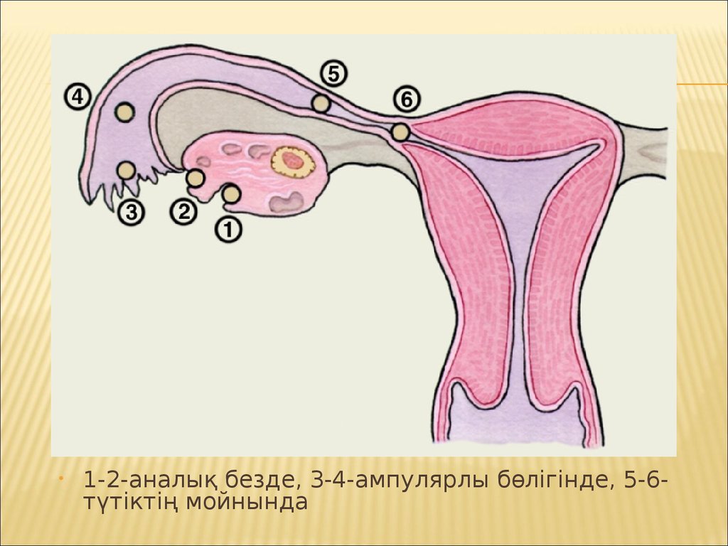 Фаллопиевы трубы. Яичники фаллопиева труба анатомия. Овуляция это. Яйцеклетка в маточной трубе. Матка и фаллопиевы трубы.