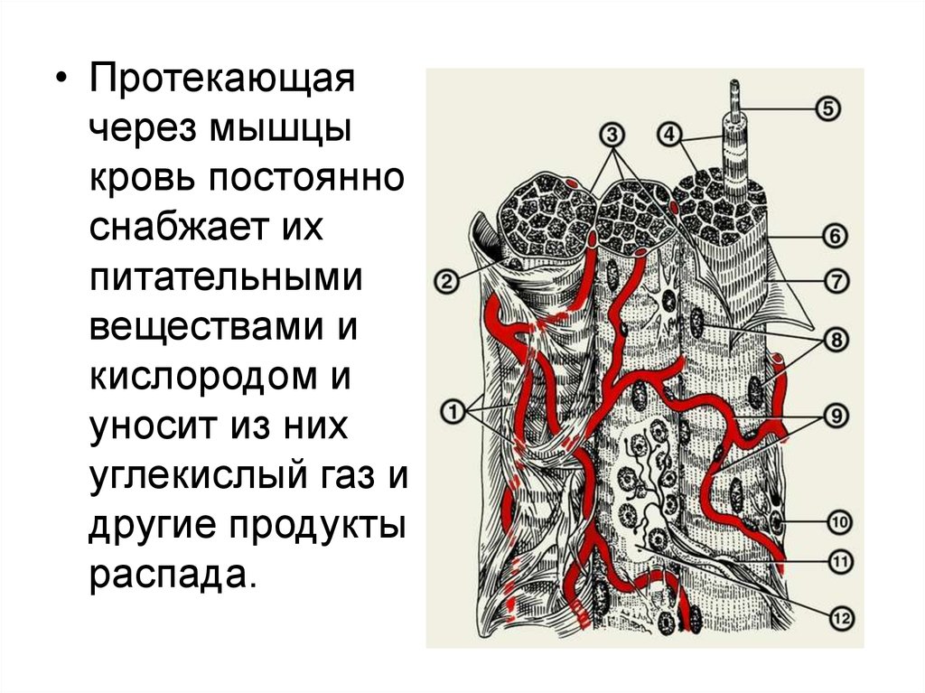 Кислород в мышцах. Мышцу сердца снабжают кислородом и питательными веществами. Кровь снабжает организм кислородом. Кровь снабжает организм уносит из организма.