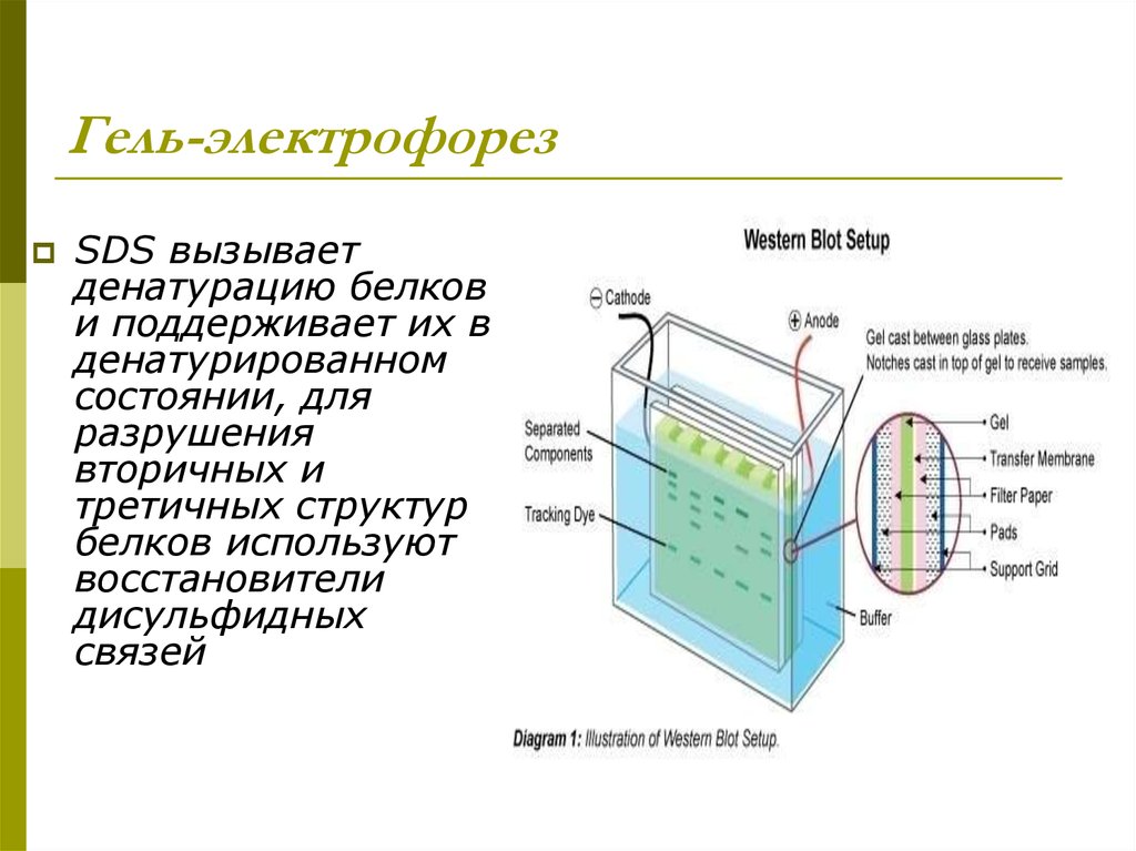 Электрофорез для чего