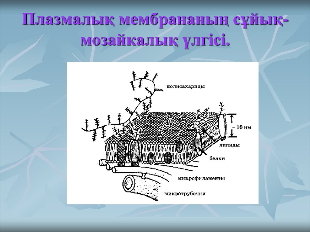 Биологиялық мембраналар презентация