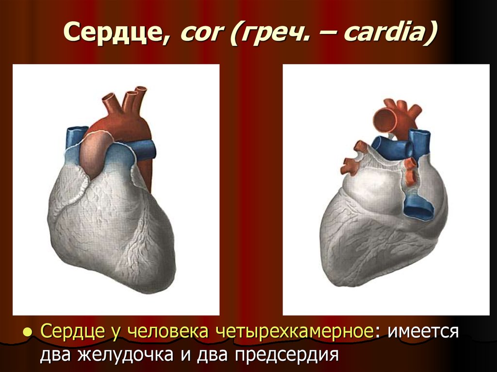 Сердце человека четырехкамерное. Сердце (cor.Cardia) наружное строение. Сердце человека дуга аорты. Четырехкамерный срез сердца