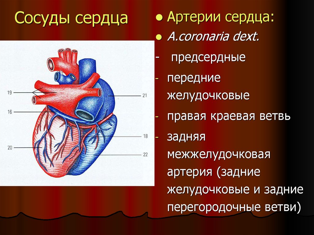 Какое сердце можно назвать. Строение артерий сердца. Кровеносные сосуды сердца анатомия. Крупные сосуды сердца. Артериальные сосуды сердца.