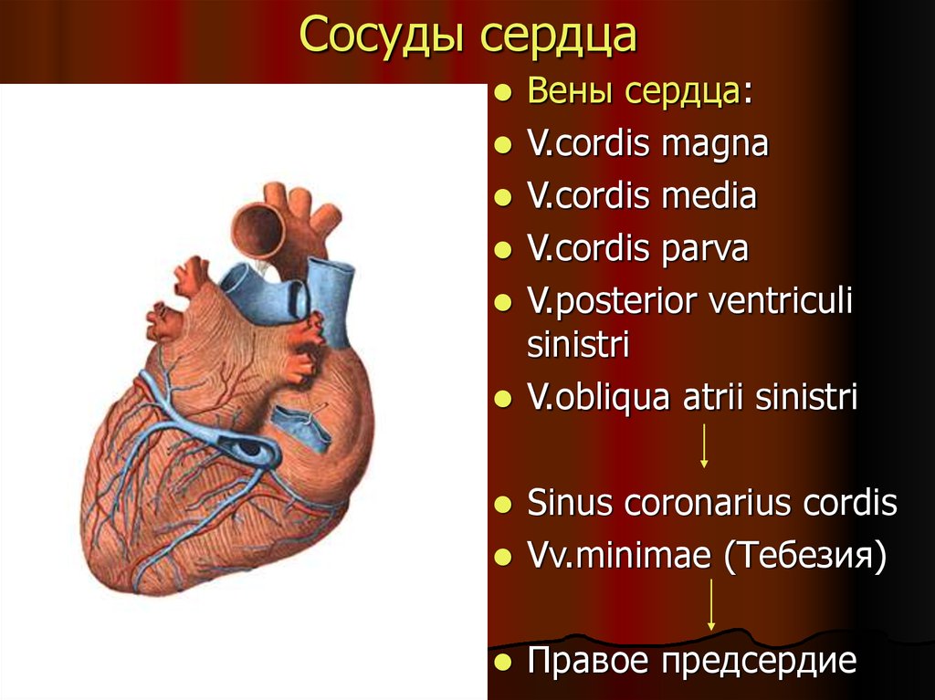 Вены сердца