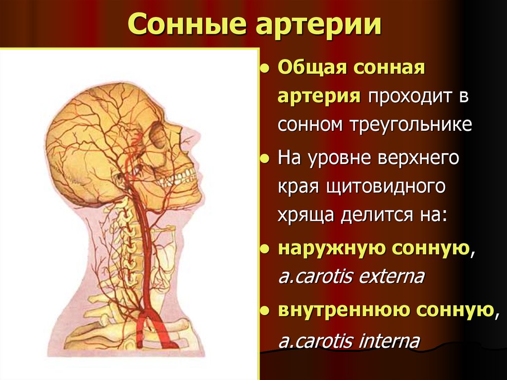 Где находится сонная артерия слева. Общая Сонная артерия располагается. Левая общая Сонная артерия кровоснабжает. Общая Сонная артерия делится на уровне.