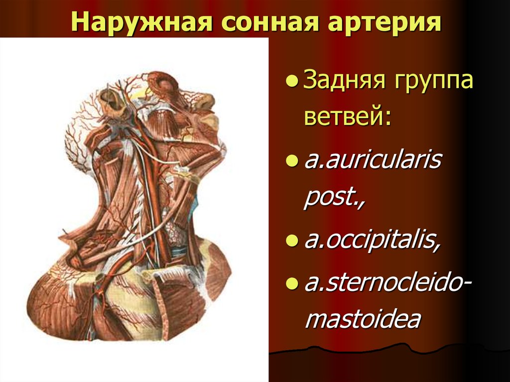 Артерия латынь. Задняя группа наружной сонной артерии. Задние ветви наружной сонной артерии. Наружная Сонная артерия топография. Сонная артерия ветви группы.