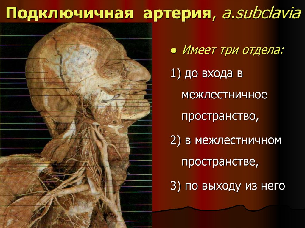 Подключичная артерия. Межлестничное пространство. Межлестничное пространство сосуды. Подлестничное и межлестничное пространство анатомия. В предлестничном пространстве проходит.