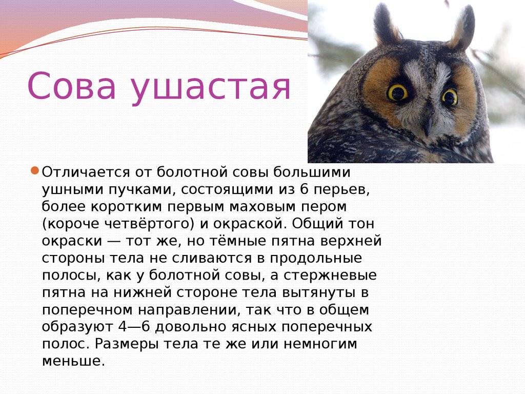 Owls текст