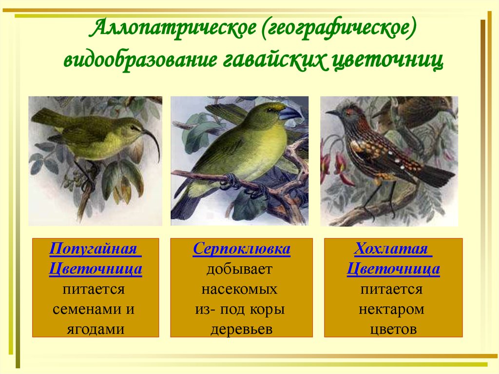 Схема аллопатрического видообразования