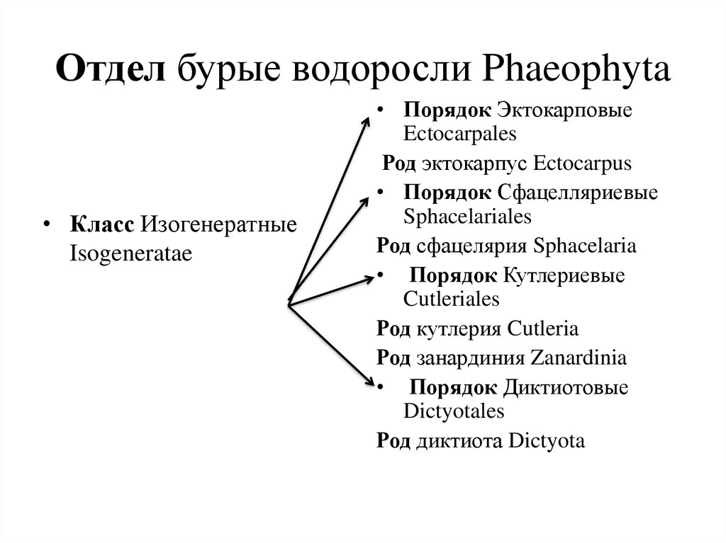 Классификация водорослей схема