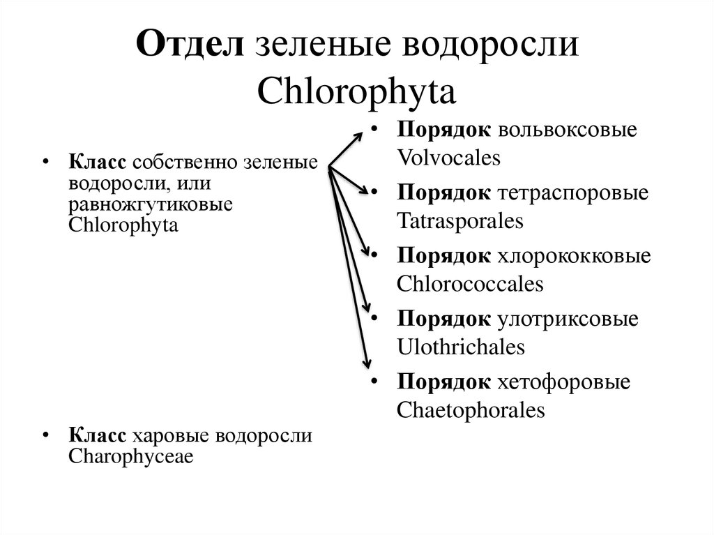 Порядок водорослей. Отдел зеленые водоросли систематика. Chlorophyta отдел зелёные водоросли. Классификация зеленых водорослей. Порядок зеленых водорослей.