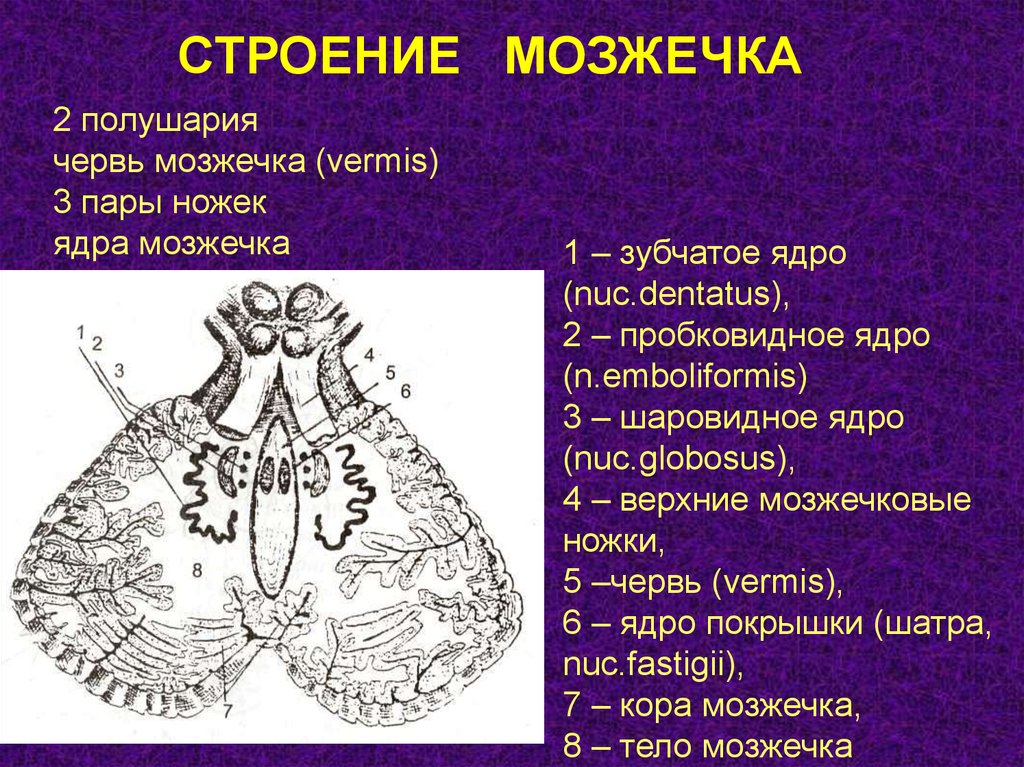 1 мозжечок. Строение мозжечка анатомия. Червь мозжечка анатомия. Внутреннее строение мозжечка анатомия. Строение мозжечка вид спереди.