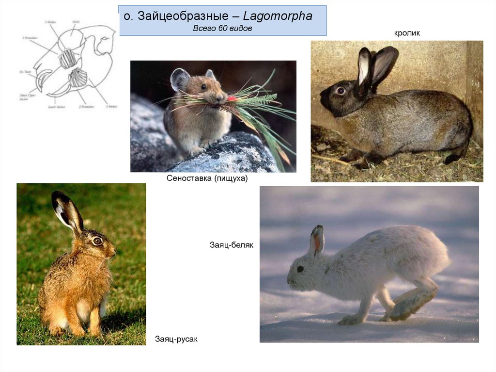Различие зайца и белки. Отряд зайцеобразные представители. Зайцеобразные зайцеобразные. Зайцеобразные представители заяц. Отряды млекопитающих Грызуны зайцеобразные.