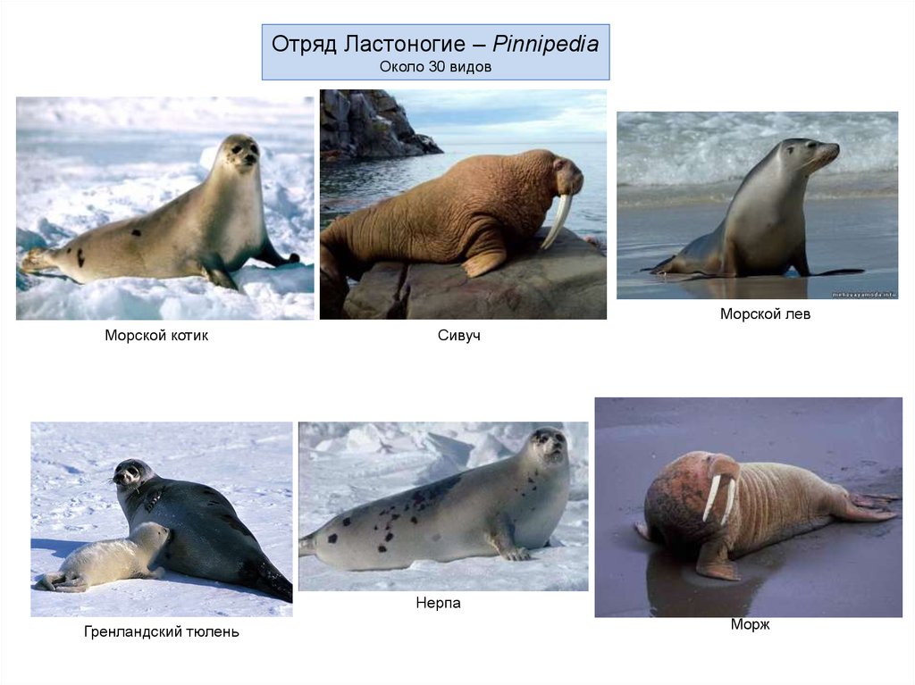 Как отличить морскую. Отряд ластоногие (Pinnipedia). Отряды млекопитающих ластоногие. Отличия морж морской котик морской Лев сивуч. Ластоногие млекопитающие тюлень.