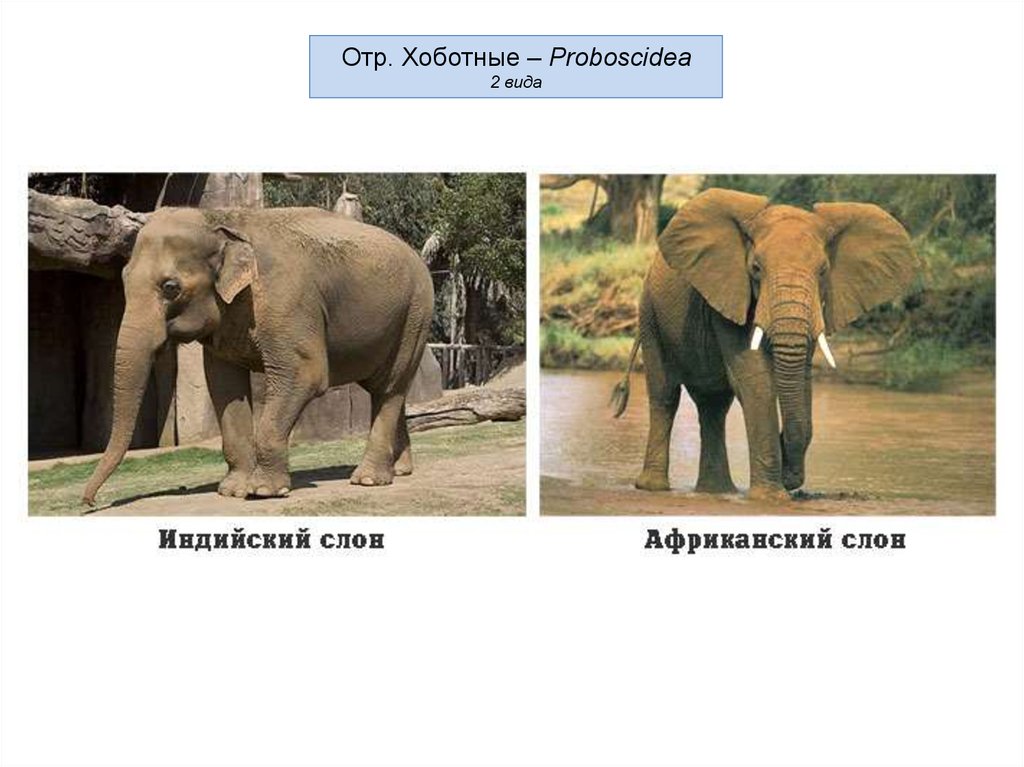 Африканские и индийские слоны 1 класс. Африканские и индийские слоны отличия. Отличие африканского слона от индийского слона. Африканский и индийский слон. Африканский слов и индийский слое.