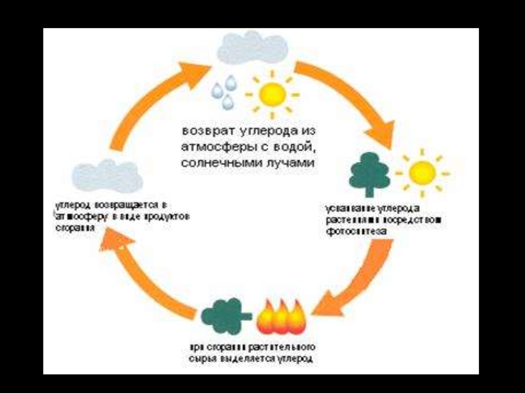 Круговорот co2 в природе презентация