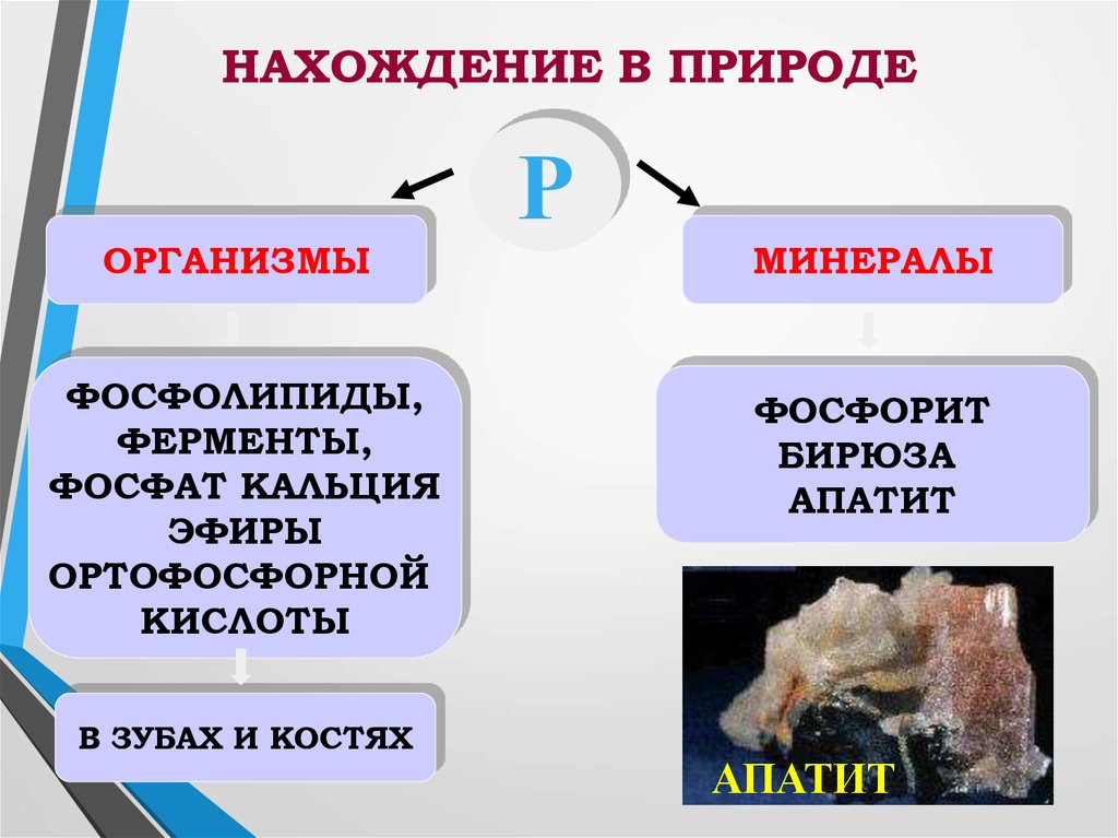 Фосфор в природе. Нахождение фосфора. Фосфор нахожденеив природе. Фосфаты нахождение в природе.