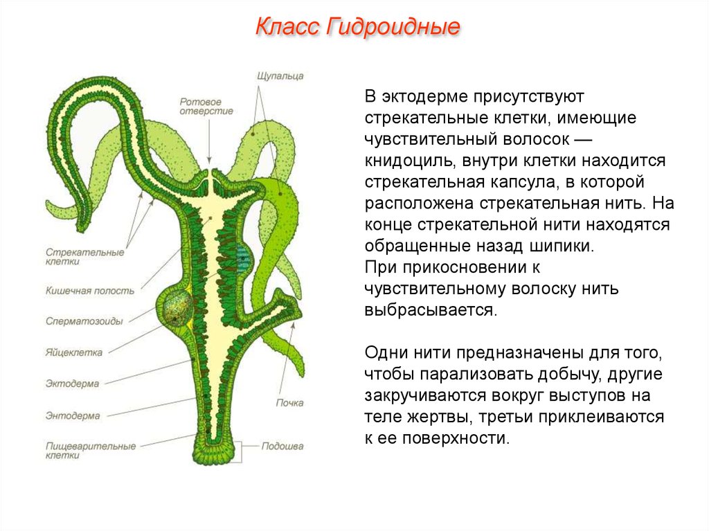 В каком слое гидры находятся стрекательные клетки