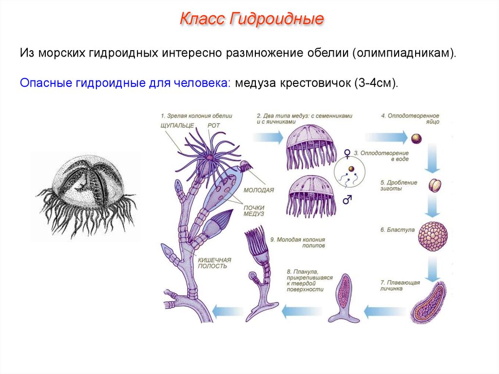 Передвижение многоклеточных. Жизненный цикл обелии. Размножение обелии гидроидной медузы. Размножение гидроидных медуз. Половое размножение гидроидных.