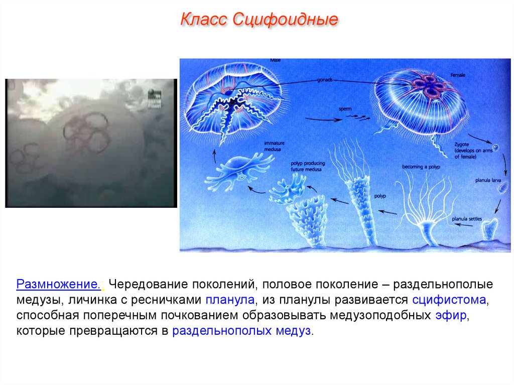 Передвижение многоклеточных. Планула Сцифоидные медузы. Цикл сцифоидных медуз. Личинка сцифоидных. Схема строения сцифоидной медузы.