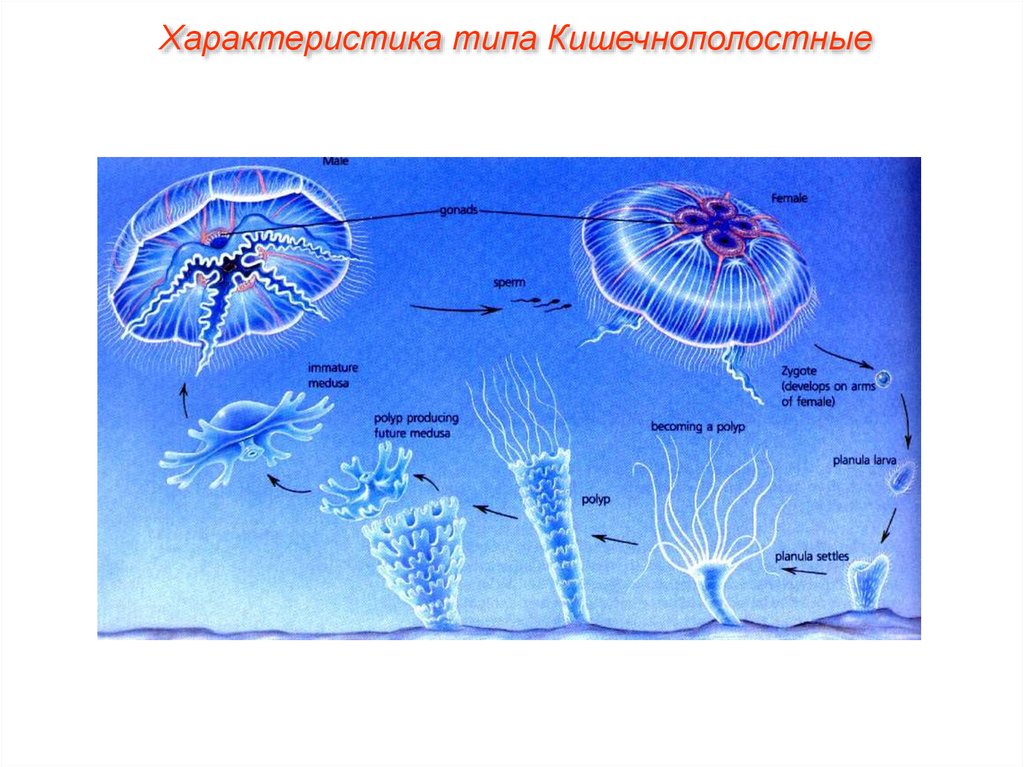 Каким способом размножаются кишечнополостные. Размножение сцифоидных 7 класс биология. Цикл развития сцифоидной медузы. Планула Сцифоидные медузы. Личинка сцифоидных медуз.