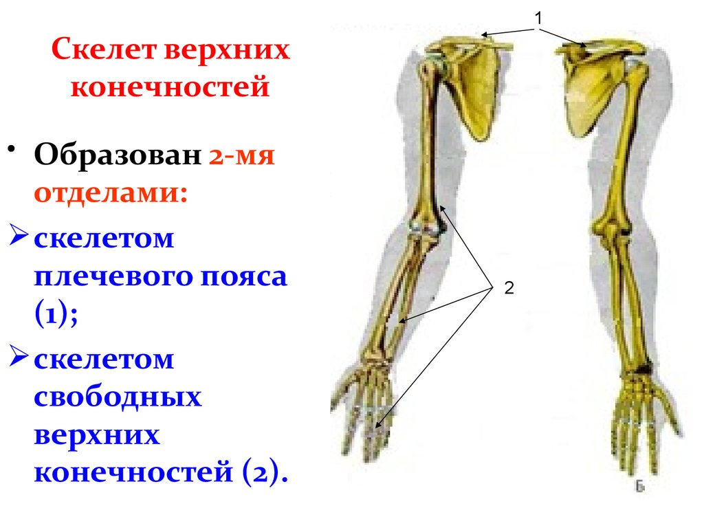 Выбери кости пояса верхней конечности. Скелет пояса верхних конечностей (плечевого пояса). Кости свободной верхней конечности схема. Кости пояса верхней конечности человека анатомия. Скелет свободной верхней конечности анатомия.