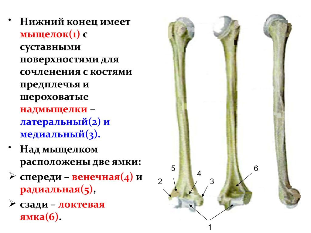 Кости очень. Кости предплечья сочленяются. Венечная кость. Тонкая кость предплечья.