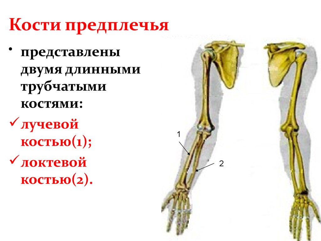 Предплечье на скелете. Анатомия лучевой кости кости. Строение лучевой кости анатомия. Структура кости предплечья. Кости предплечья анатомия человека.