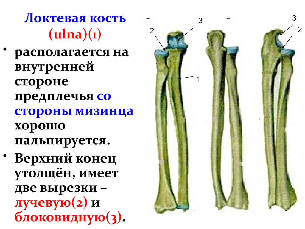 Лучевая локтевая кость. Локтевая кость строение анатомия. Строение локтевой кости человека анатомия. Локтевая и лучевая кость анатомия строение. Кости предплечья локтевая кость.