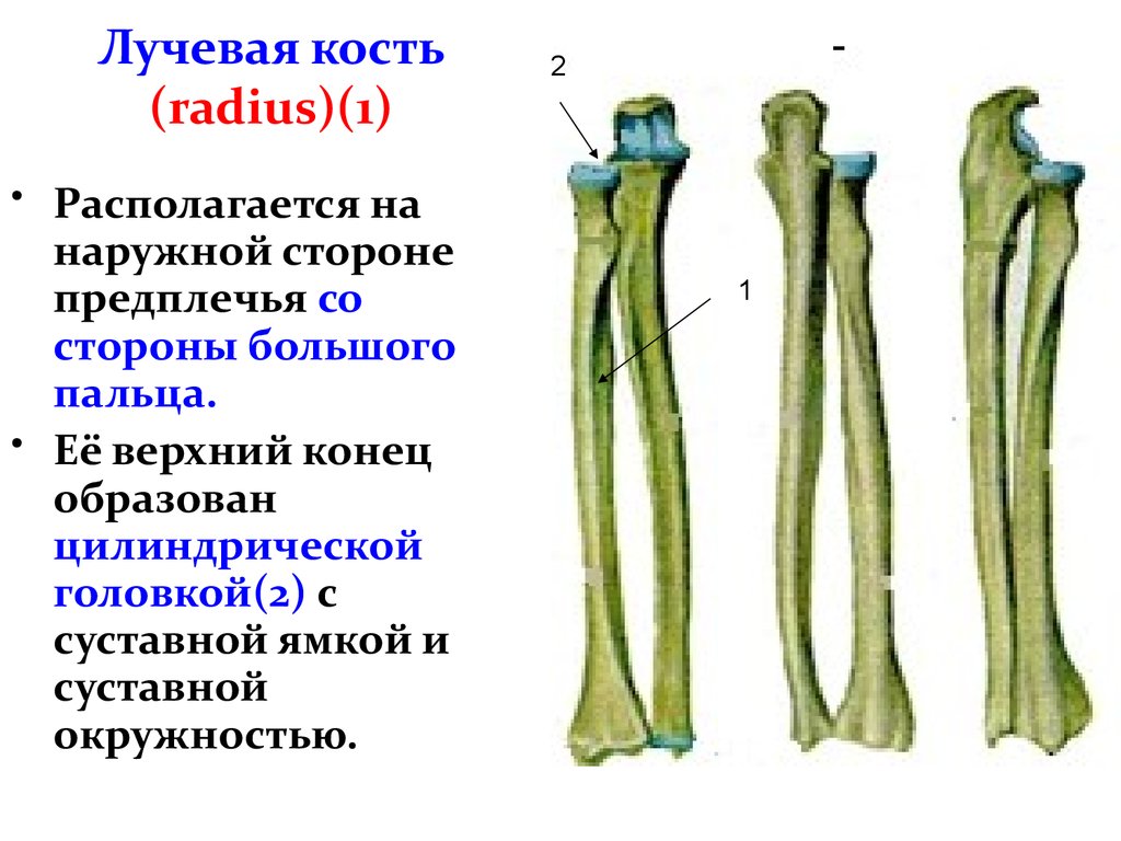 Сколько костей в лучевой кости