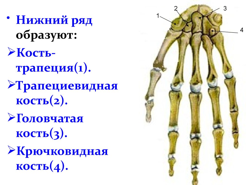 Головчатая кость запястья. Скелет верхних и нижних конечностей. Кость трапеция. Трапециевидная кость кисти. Головчатая кость.