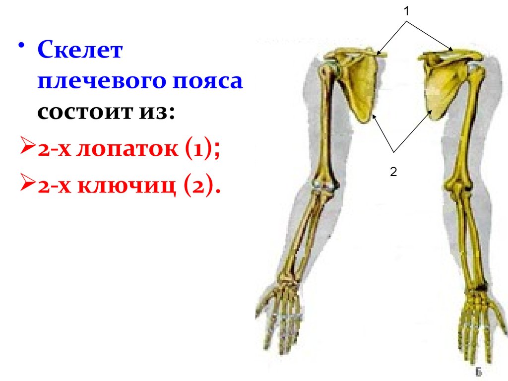 Скелет верхних конечностей лопатка. Скелет плечевого пояса состоит. Скелет верхней конечности. Плечевой пояс и скелет верхних конечностей. Скелет верхней конечности лопатка.