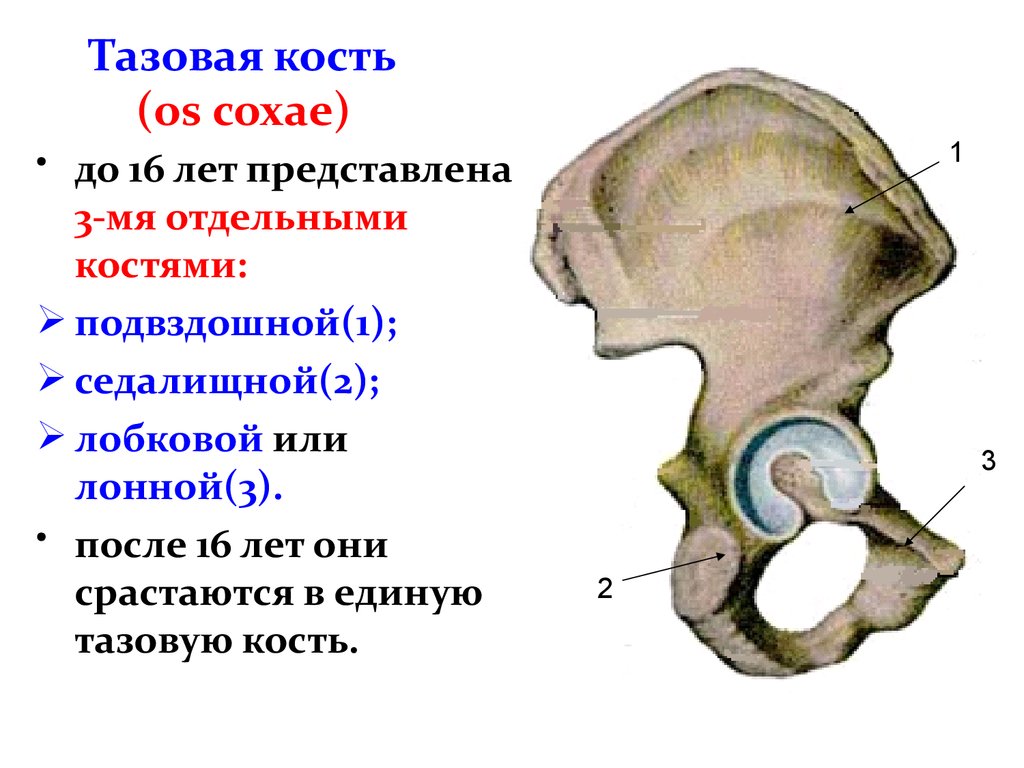 Подвздошная кость нижней конечности