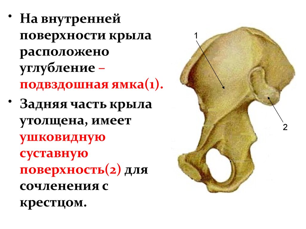 Подвздошная кость находится. Ушковидная суставная поверхность. Подвздошная кость анатомия. Крыло подвздошной кости. Ушковидная поверхность тазовой кости.
