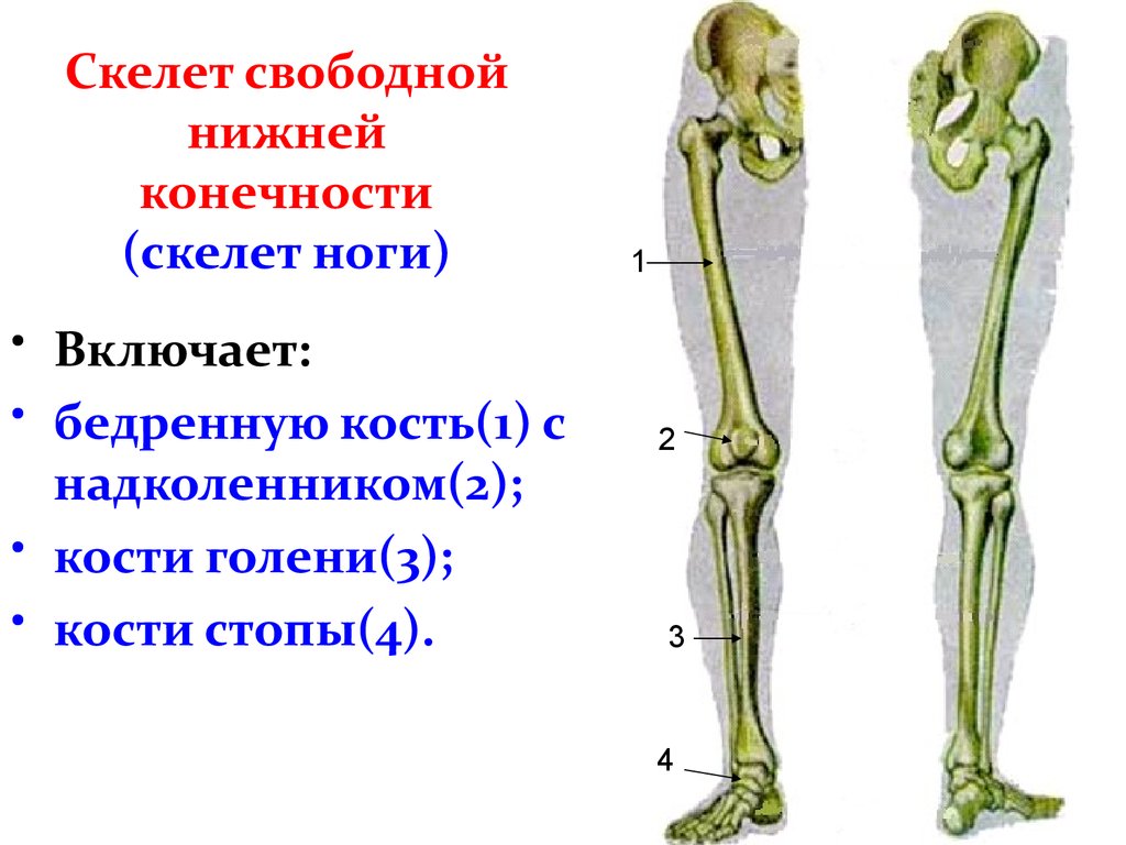 Бедренная отдел скелета. Кости скелета нижней конечности. Скелет нижней конечности человека. Строение скелета нижней конечности анатомия. Нога анатомия строение кости.