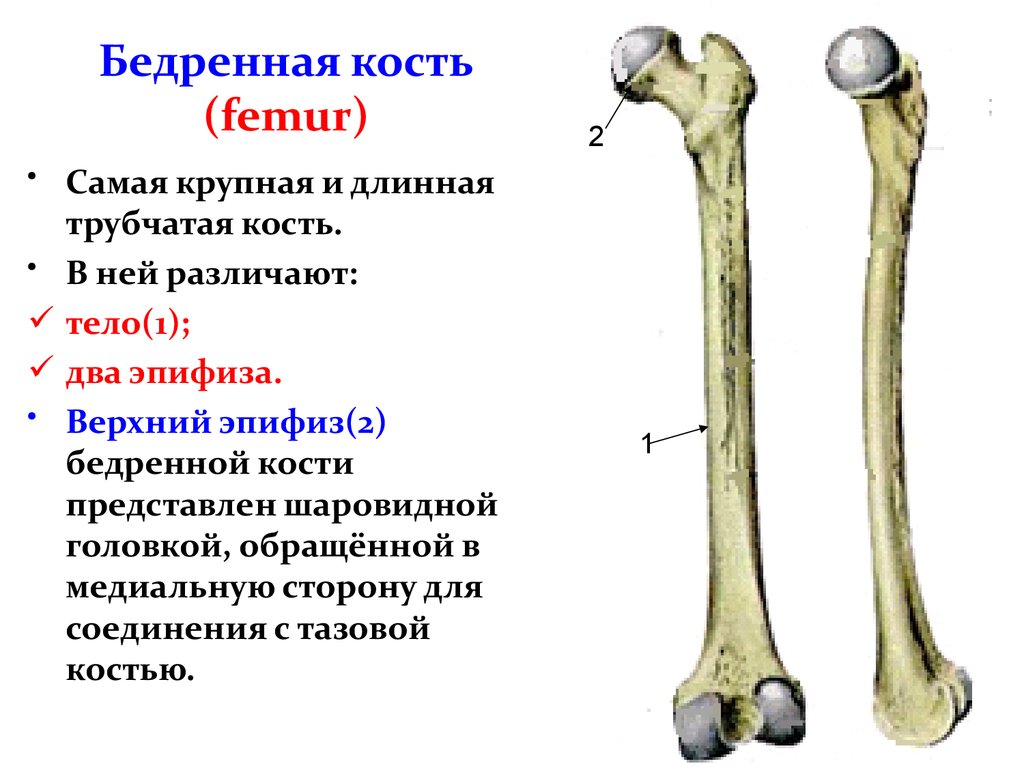 Какое строение имеют кости. Строение бедренной кости анатомия. Бедренная кость правая вид спереди. Бедренная кость анатомия строение. Бедренная кость анатомия кратко.