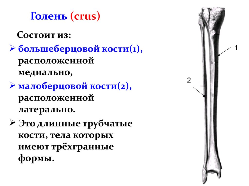 Трубчатые кости лучевая