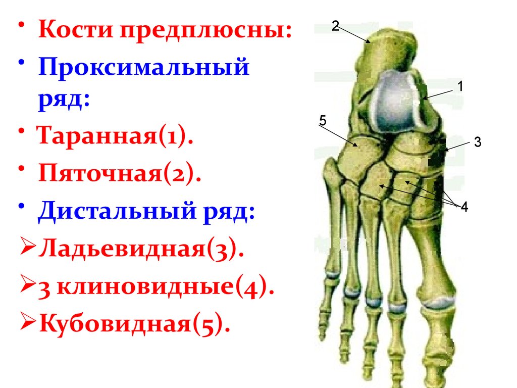 Кубовидной кости