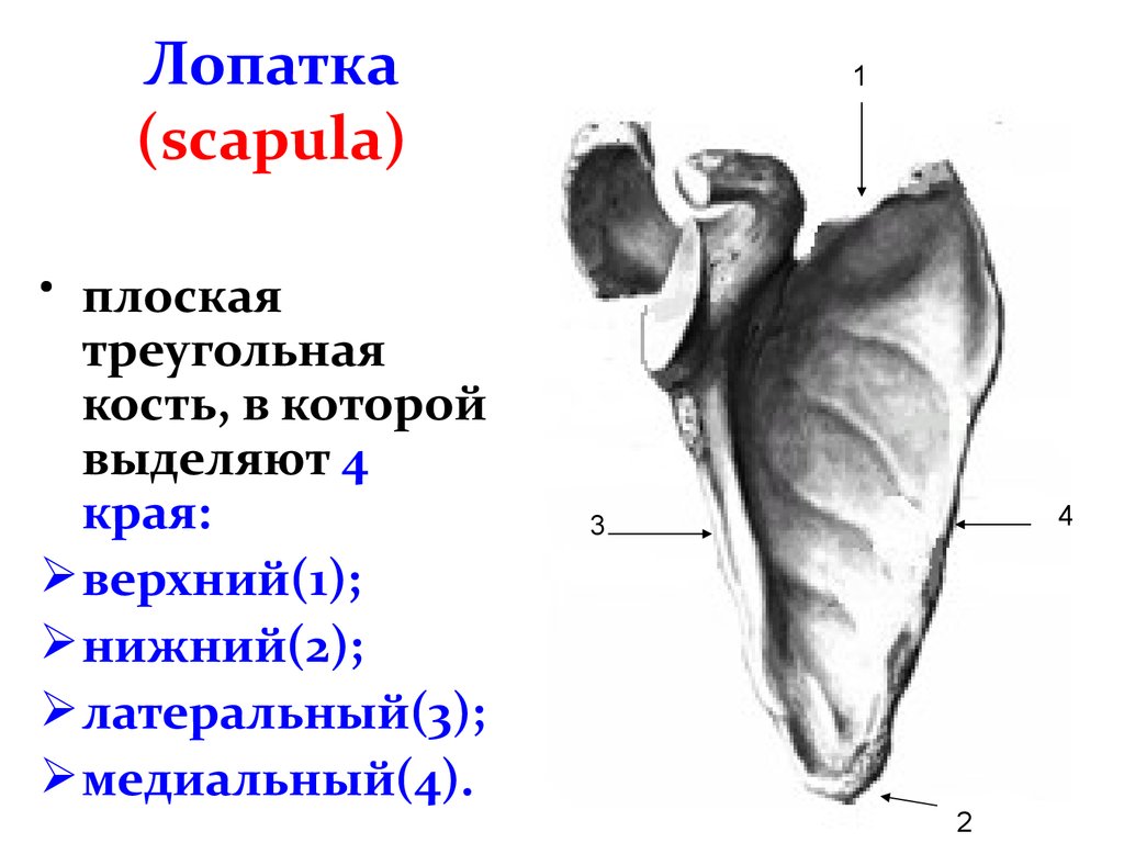 Края на верхней и нижней. Медиальный край лопатки анатомия. Лопатка анатомия Синельников. Лопатка кость анатомия. Края лопатки верхний,медиальный,латеральный.